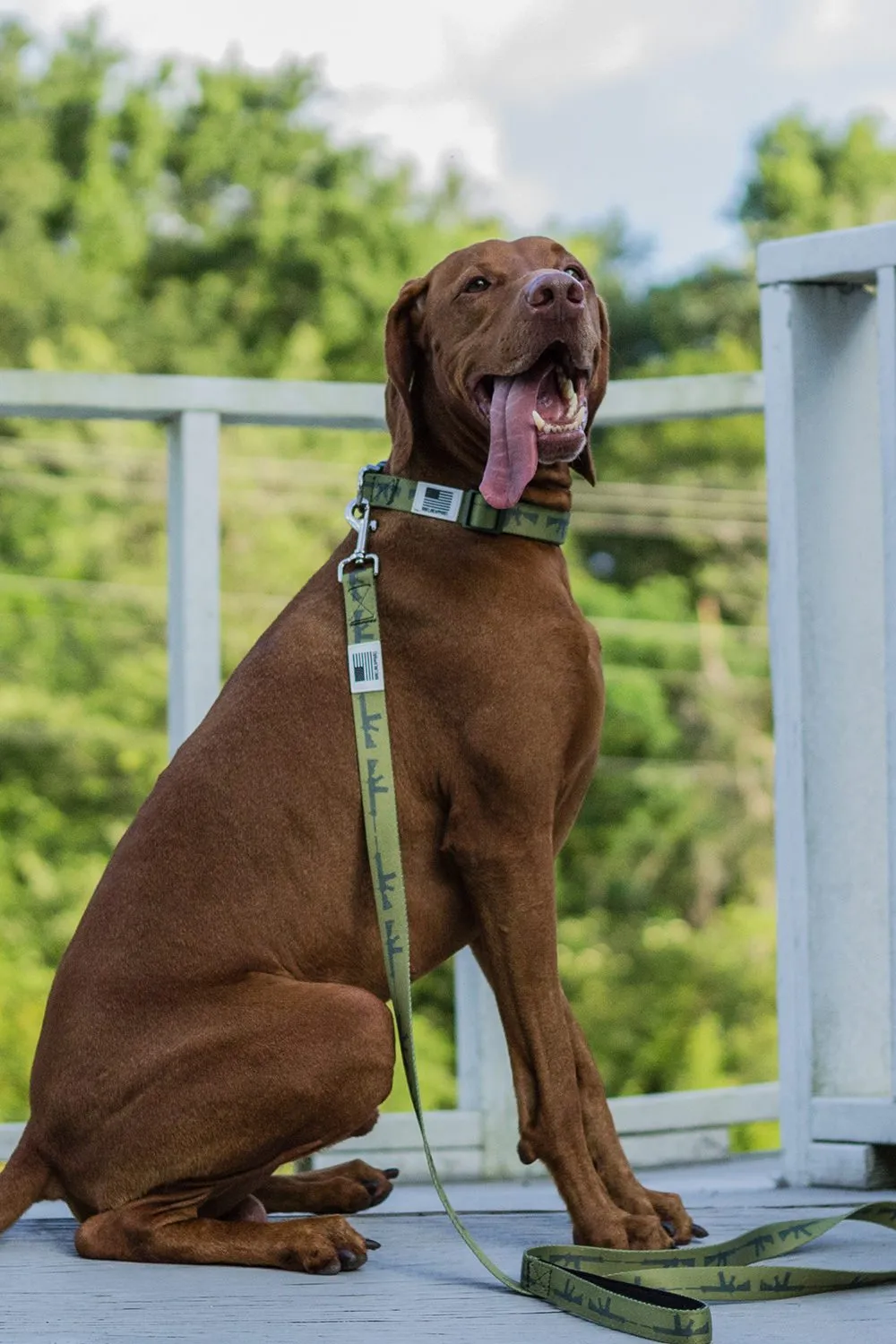 Nine Line Dog Leash Collection